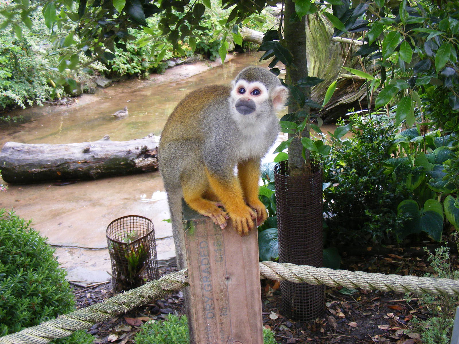 South American squirrel monkey at Blackpool Zoo, 13 June 2011