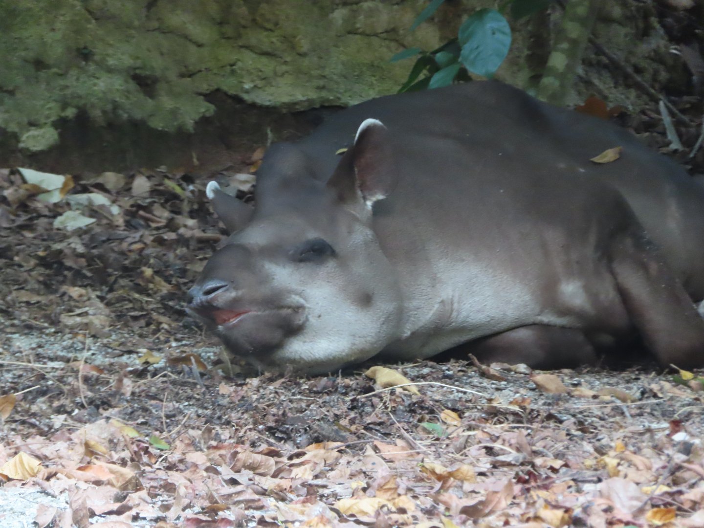 south american taipar