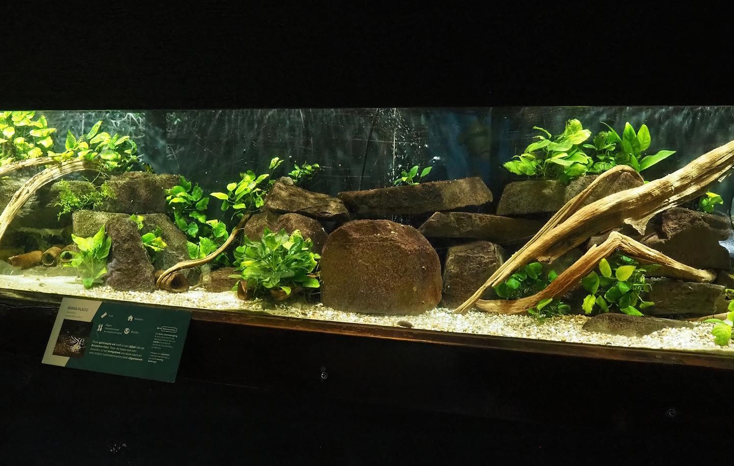 South American tank, 2023-08-17