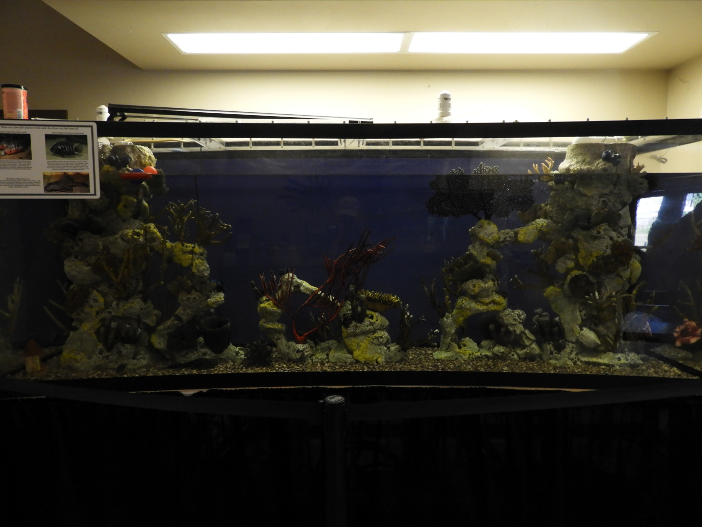 South American tank - International Trail - NEW Zoo