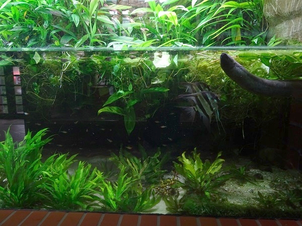 South-American tank (species in description) (07/22)