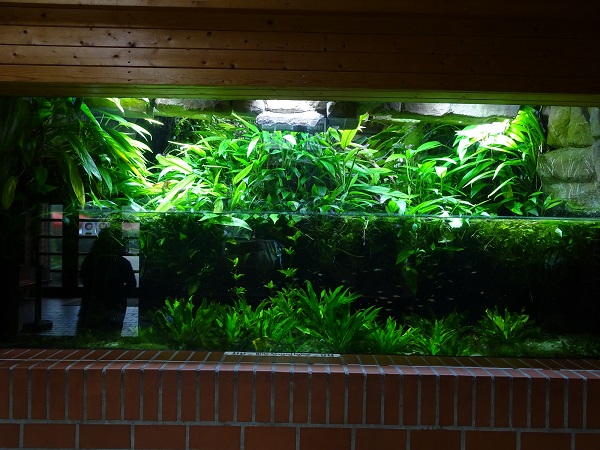 South-American tank (species in description) (07/22)