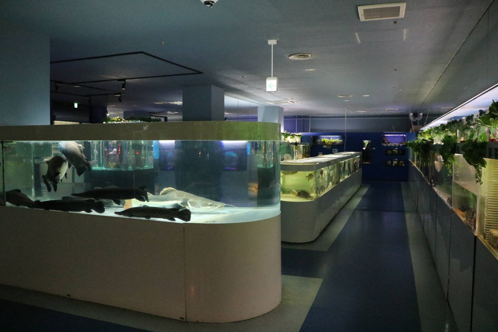 South American tanks - Tokyo Tower Aquarium, February 2016
