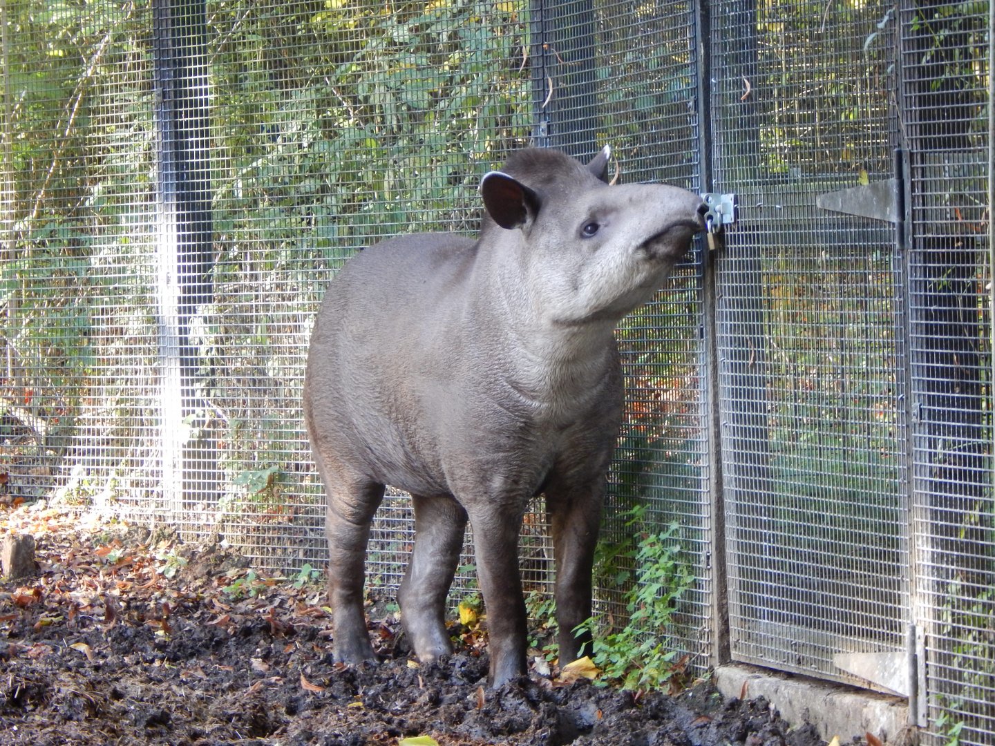 South American tapir 011125