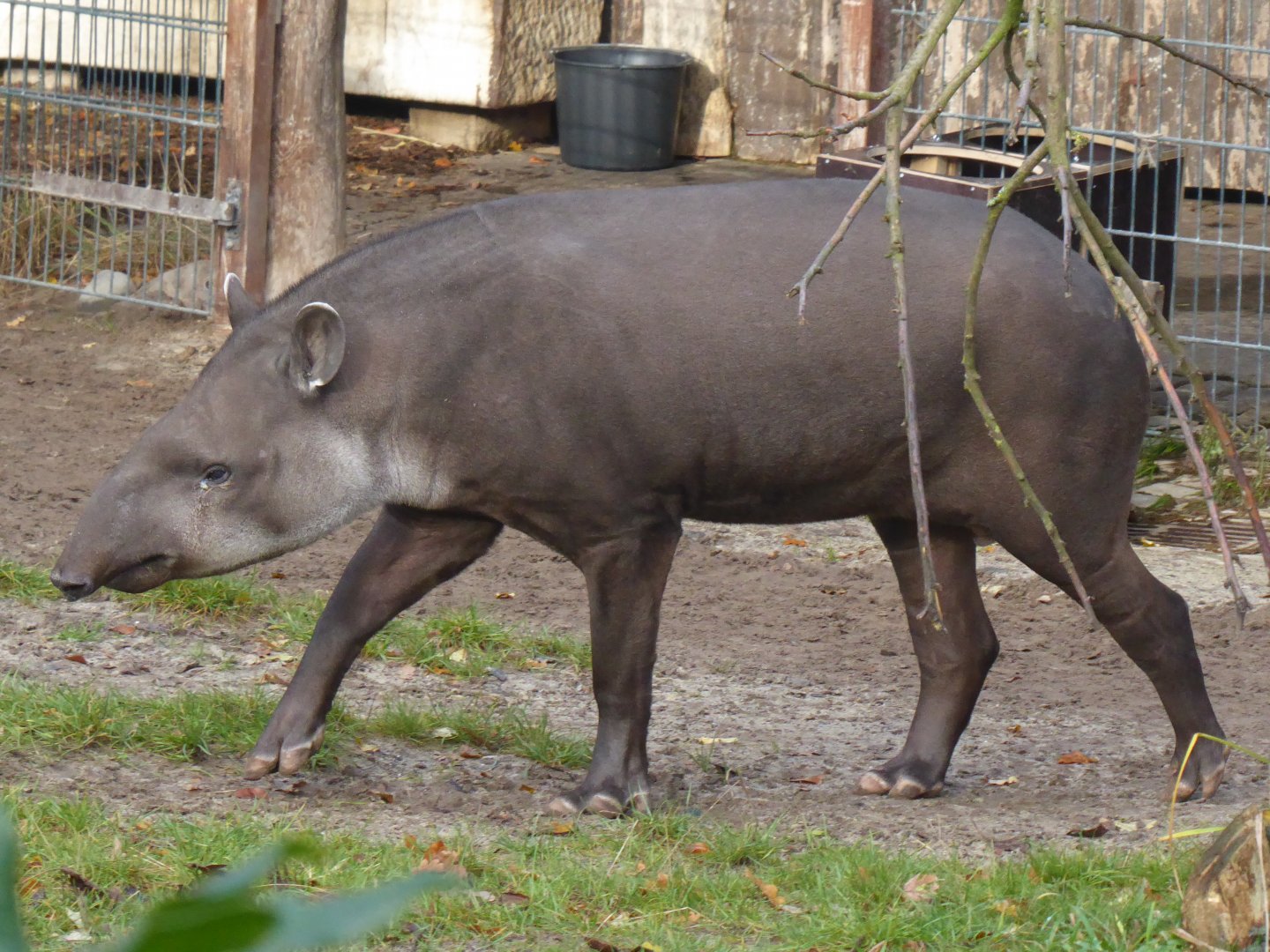 South American tapir 021219