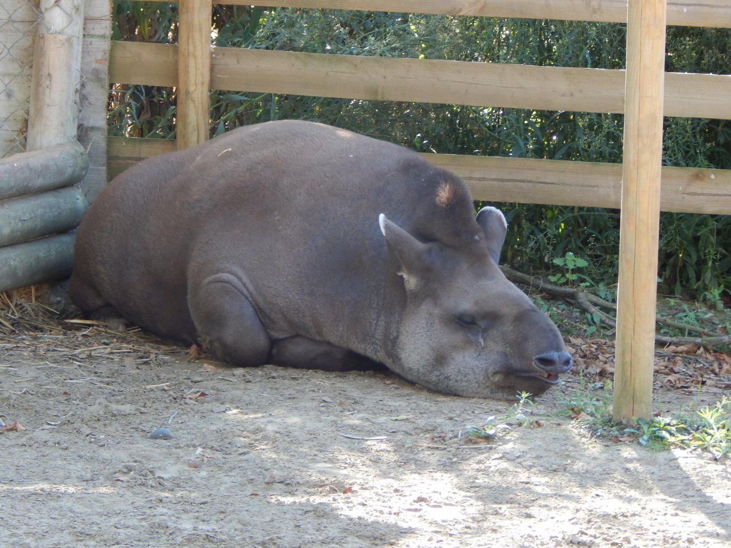 South American tapir 030964