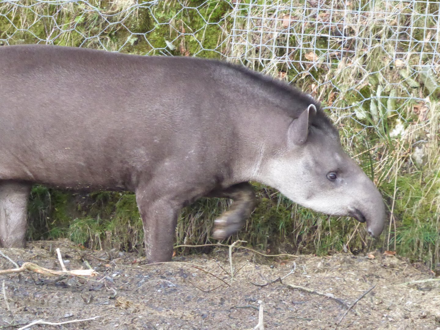 South American tapir 040319