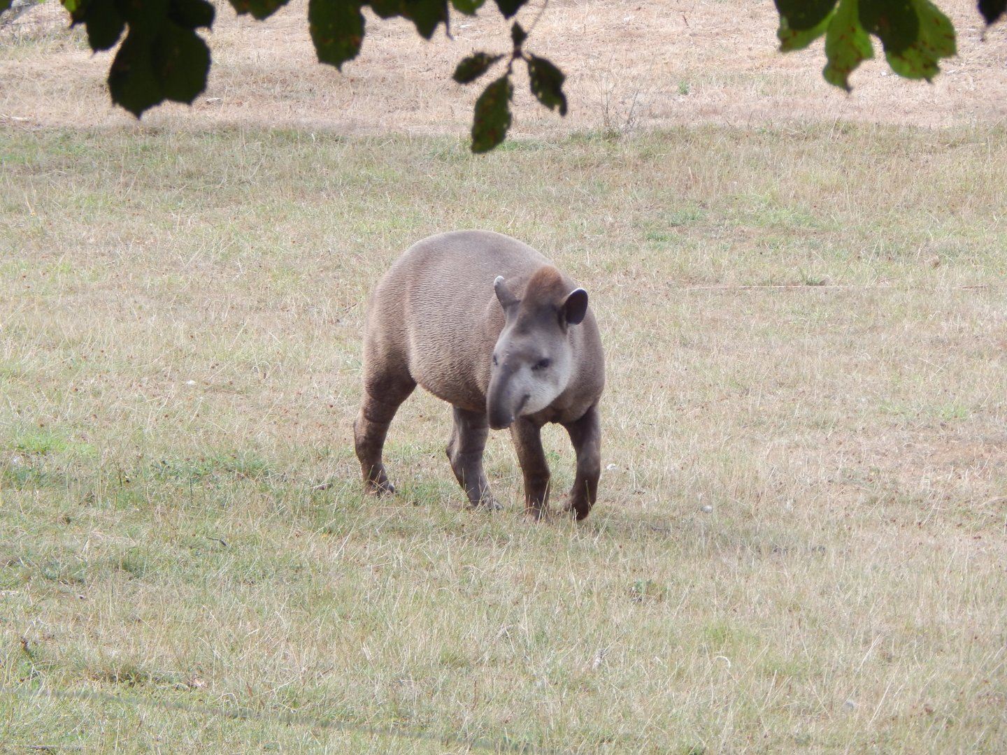 South American tapir 040822
