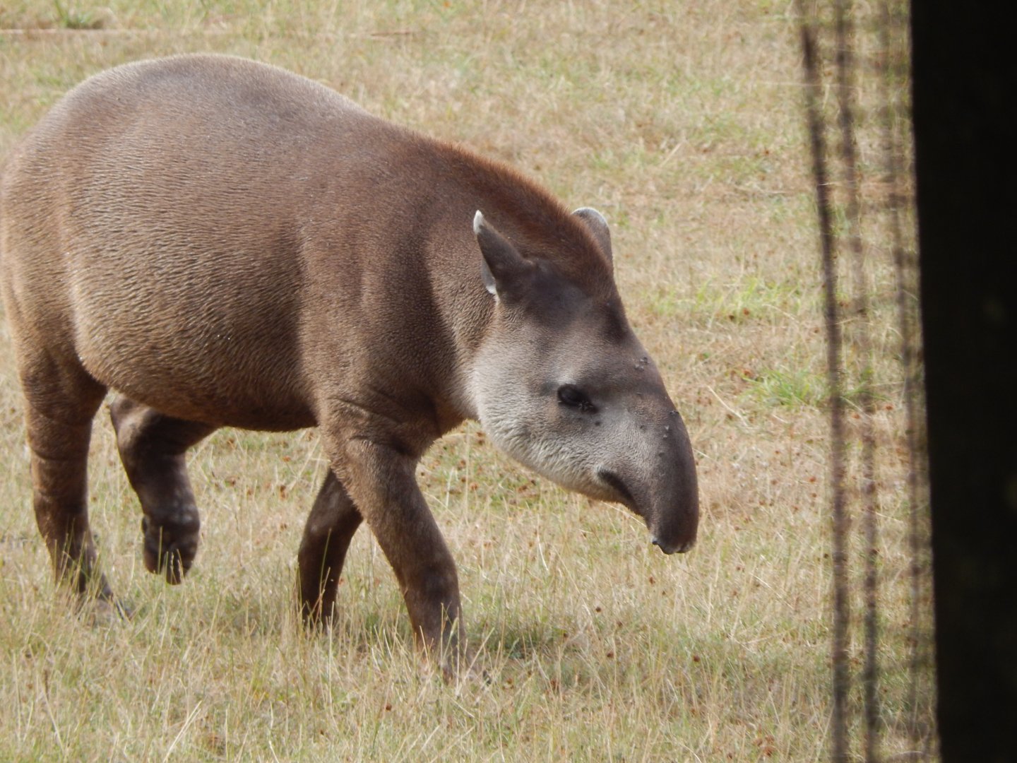 South American tapir 040822