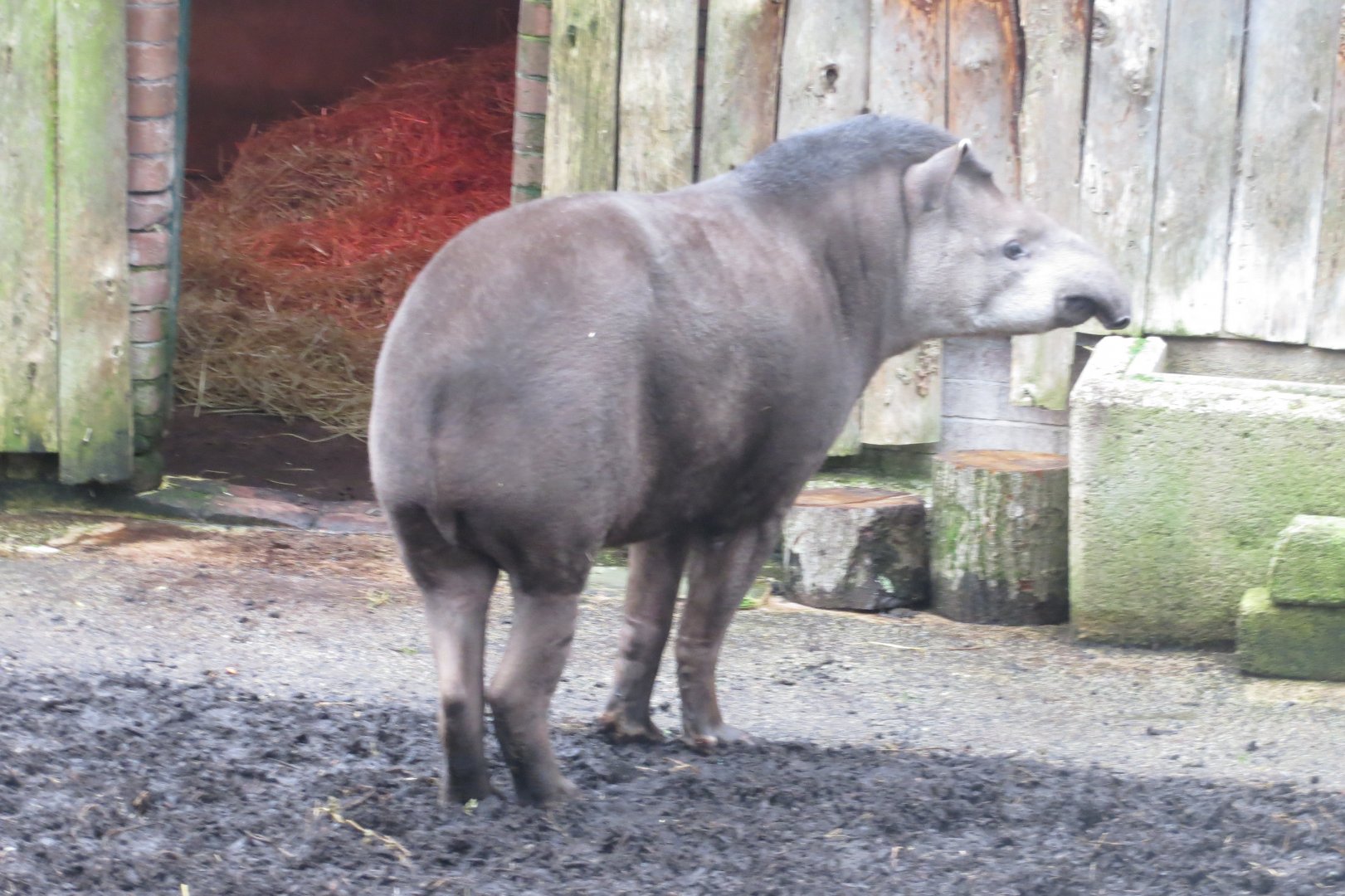 South American tapir 050119