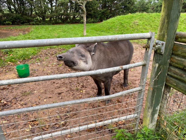 South American tapir 051122