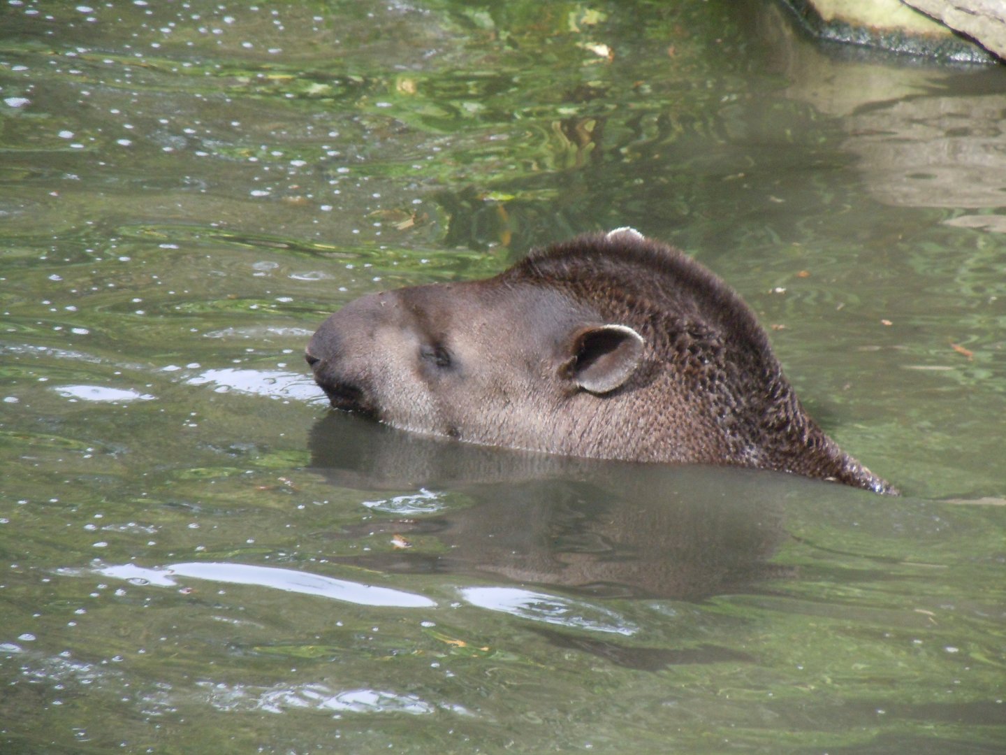 South American tapir 070920