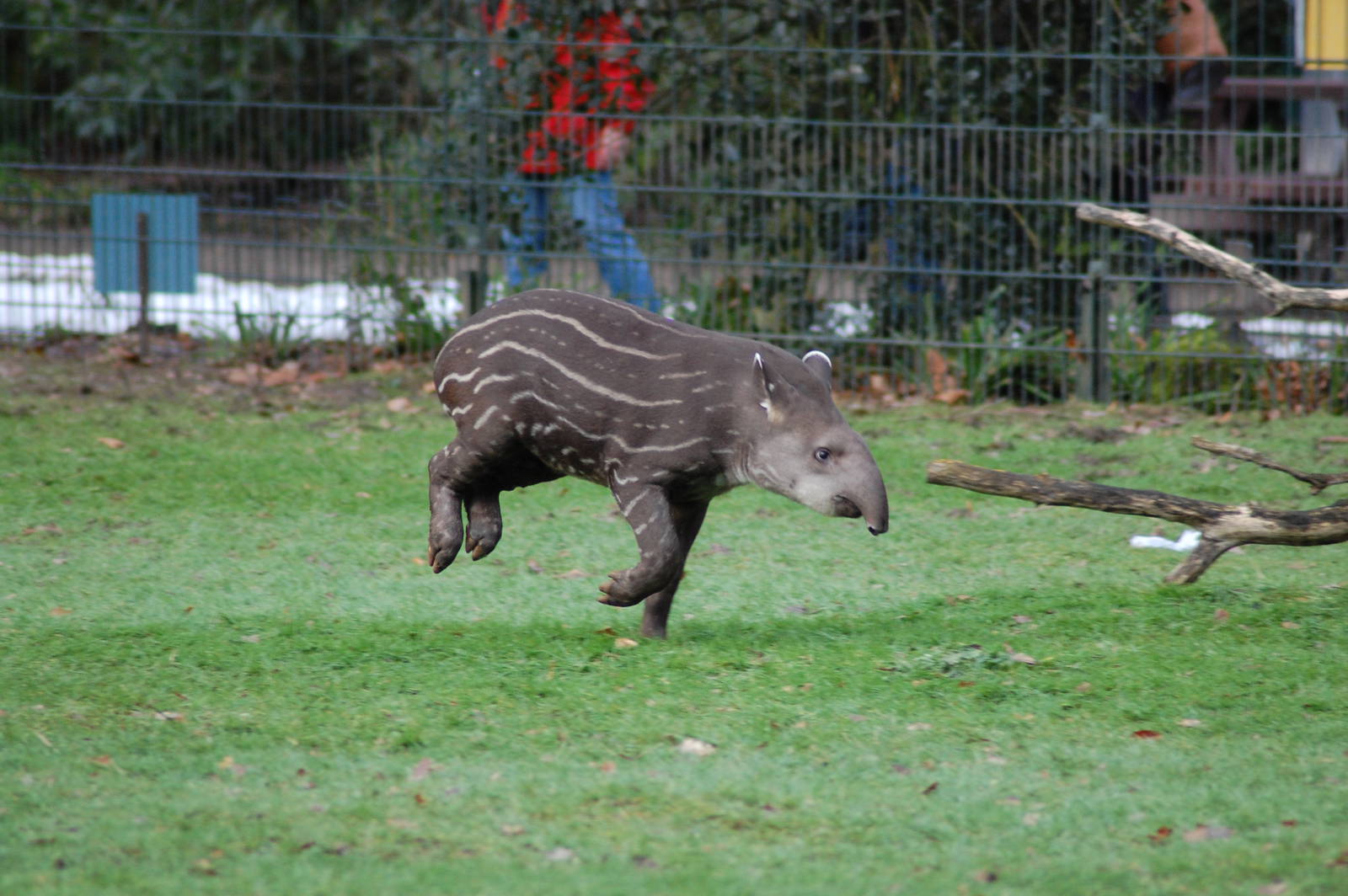 South American Tapir 08-01-2011
