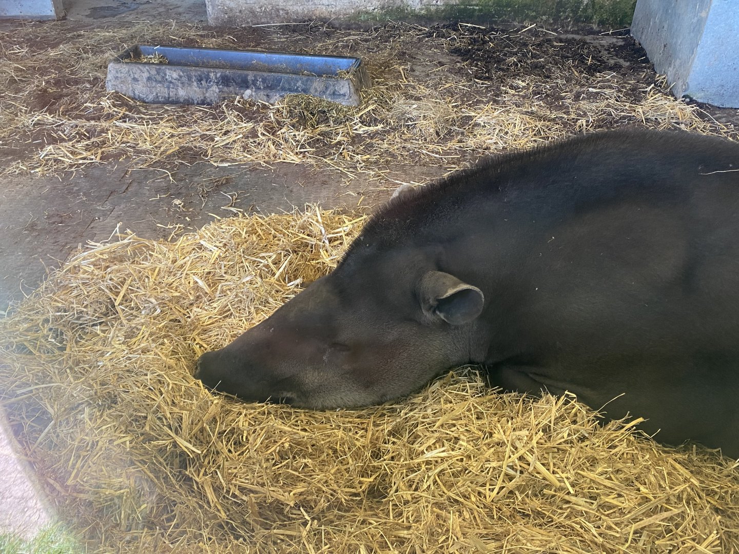South American tapir 090525