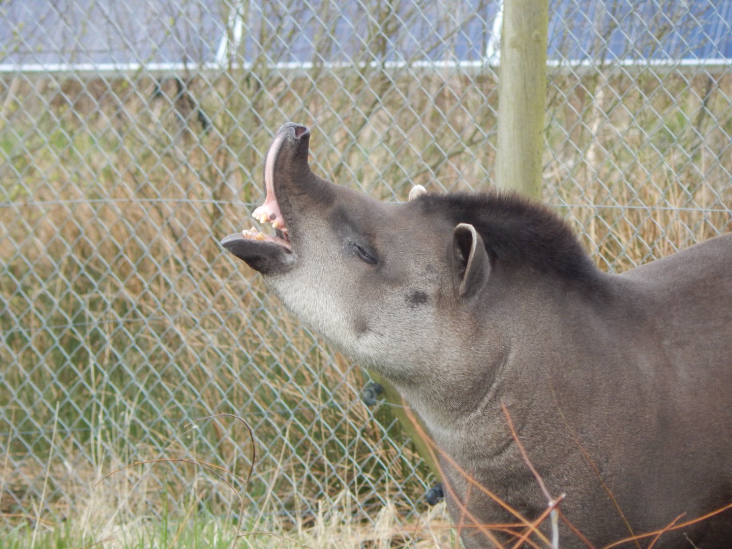 South American tapir 140421