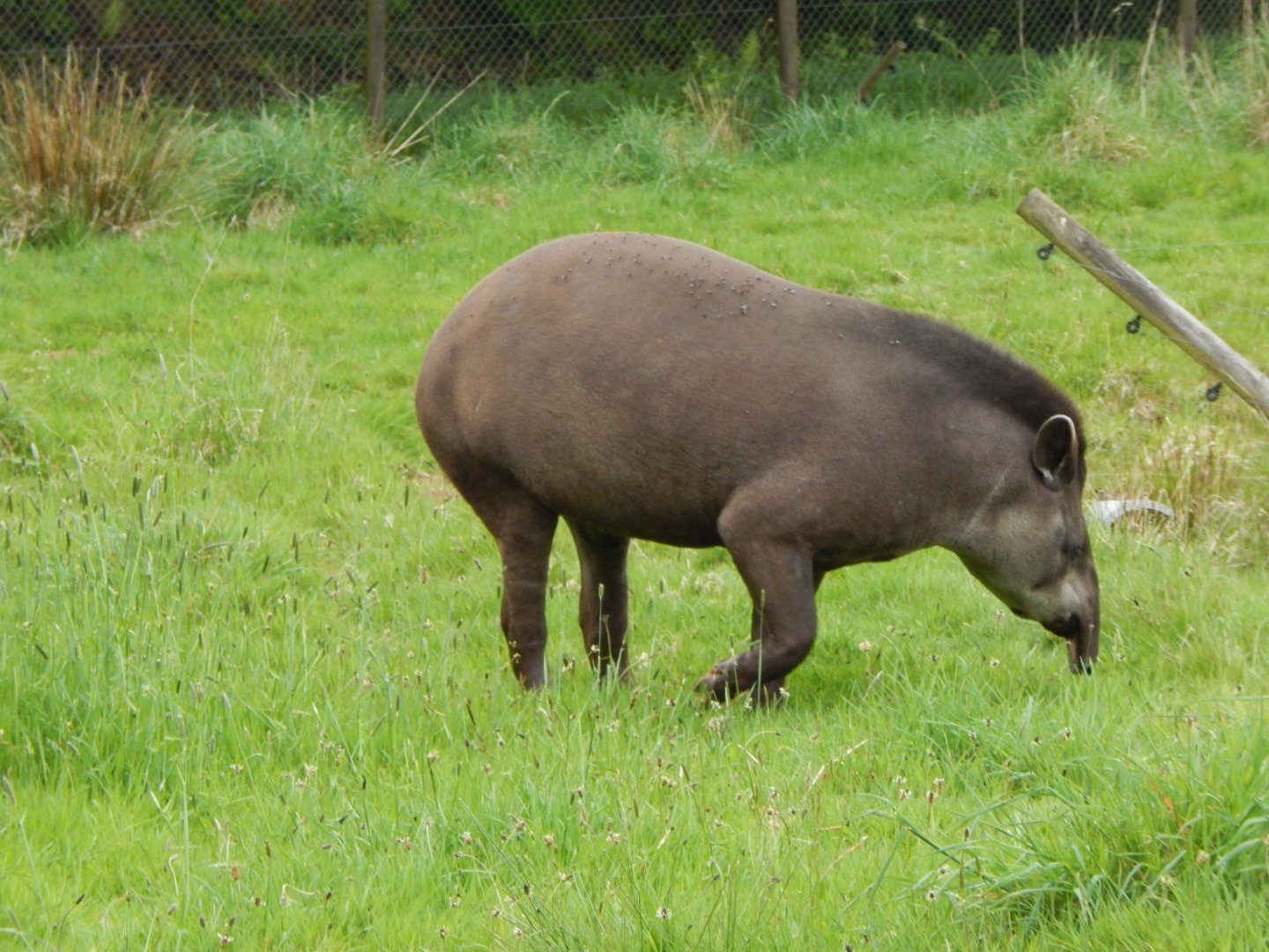 South American tapir 150522