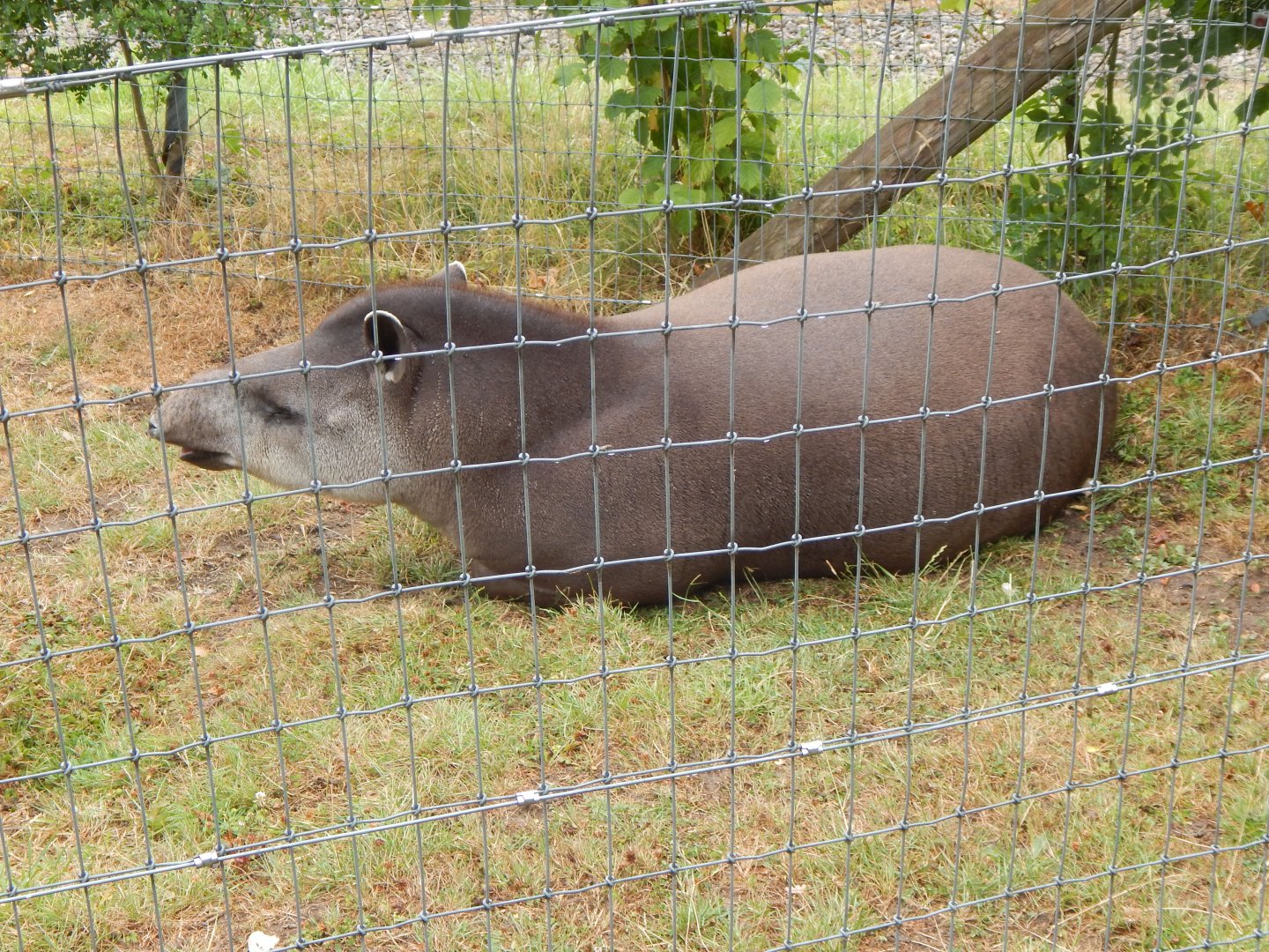 South American tapir 150725