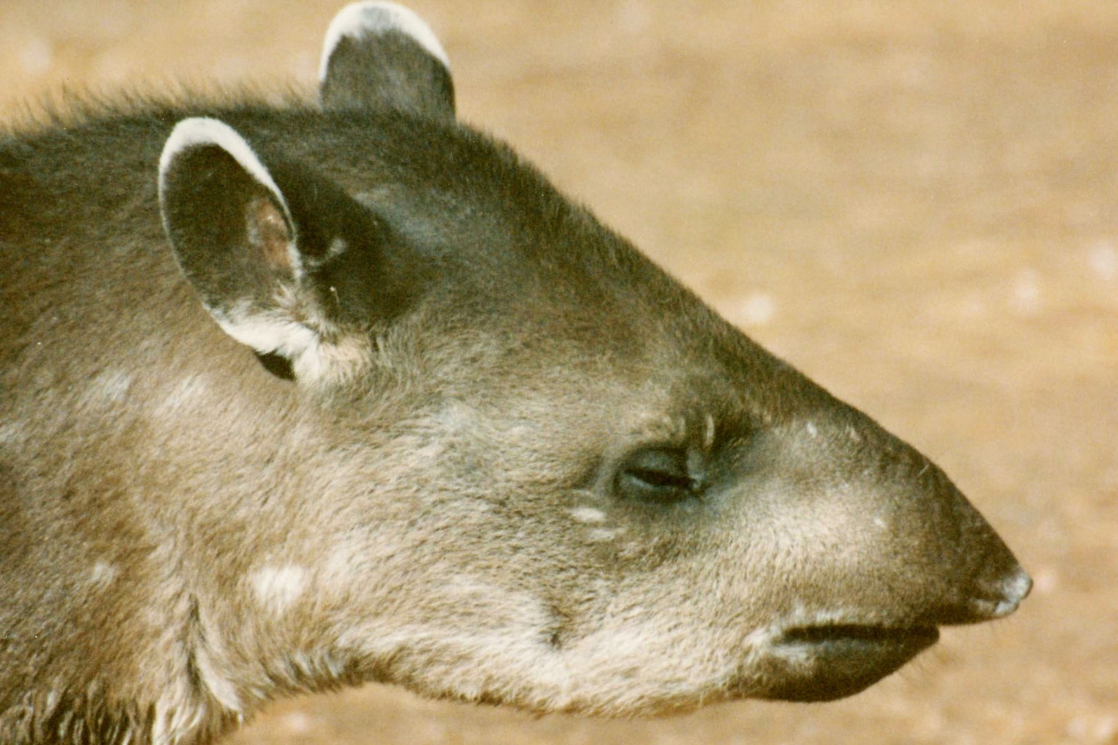 South American Tapir - 1990's