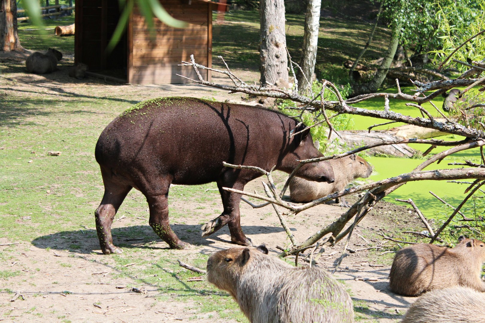 South American tapir (2013)
