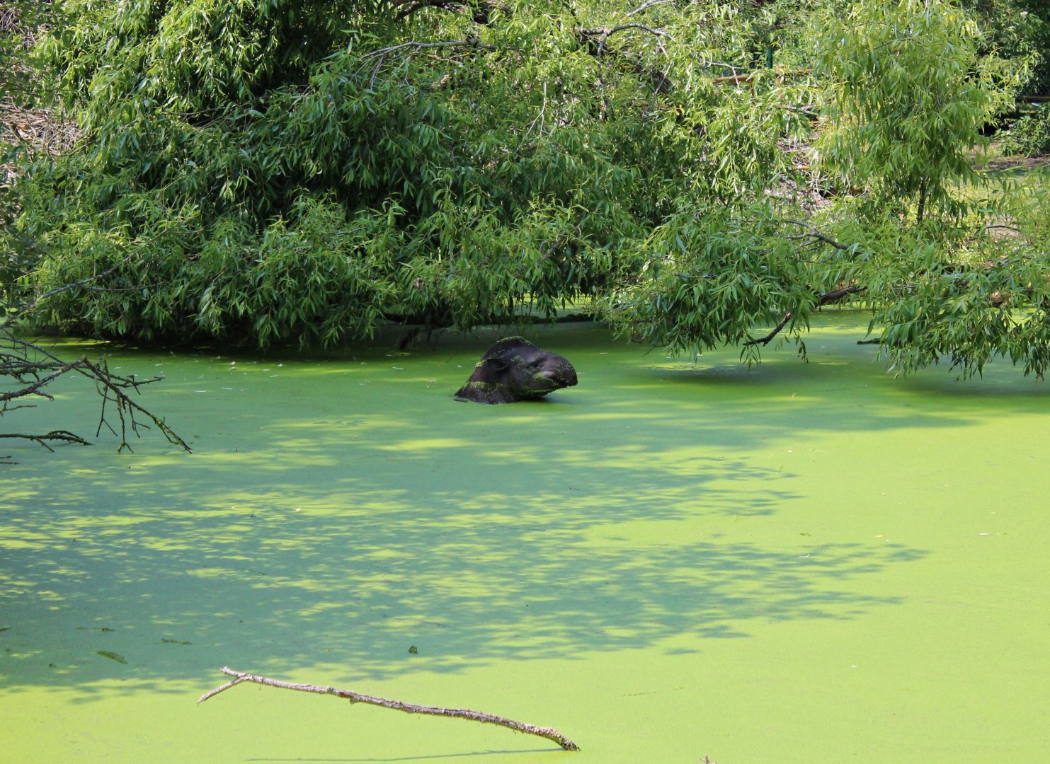 South American tapir (2013)