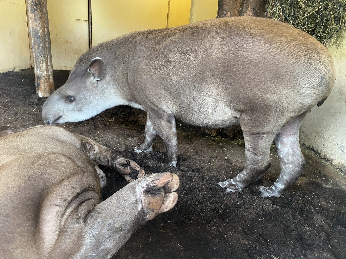 South American tapir 221022