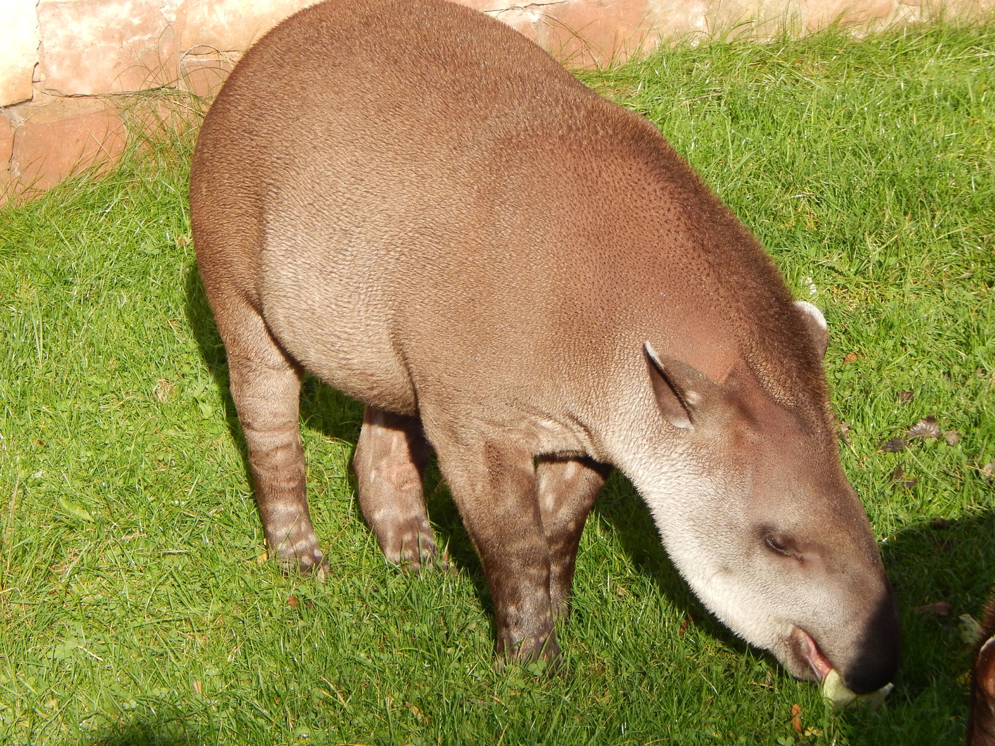 South American tapir 221022