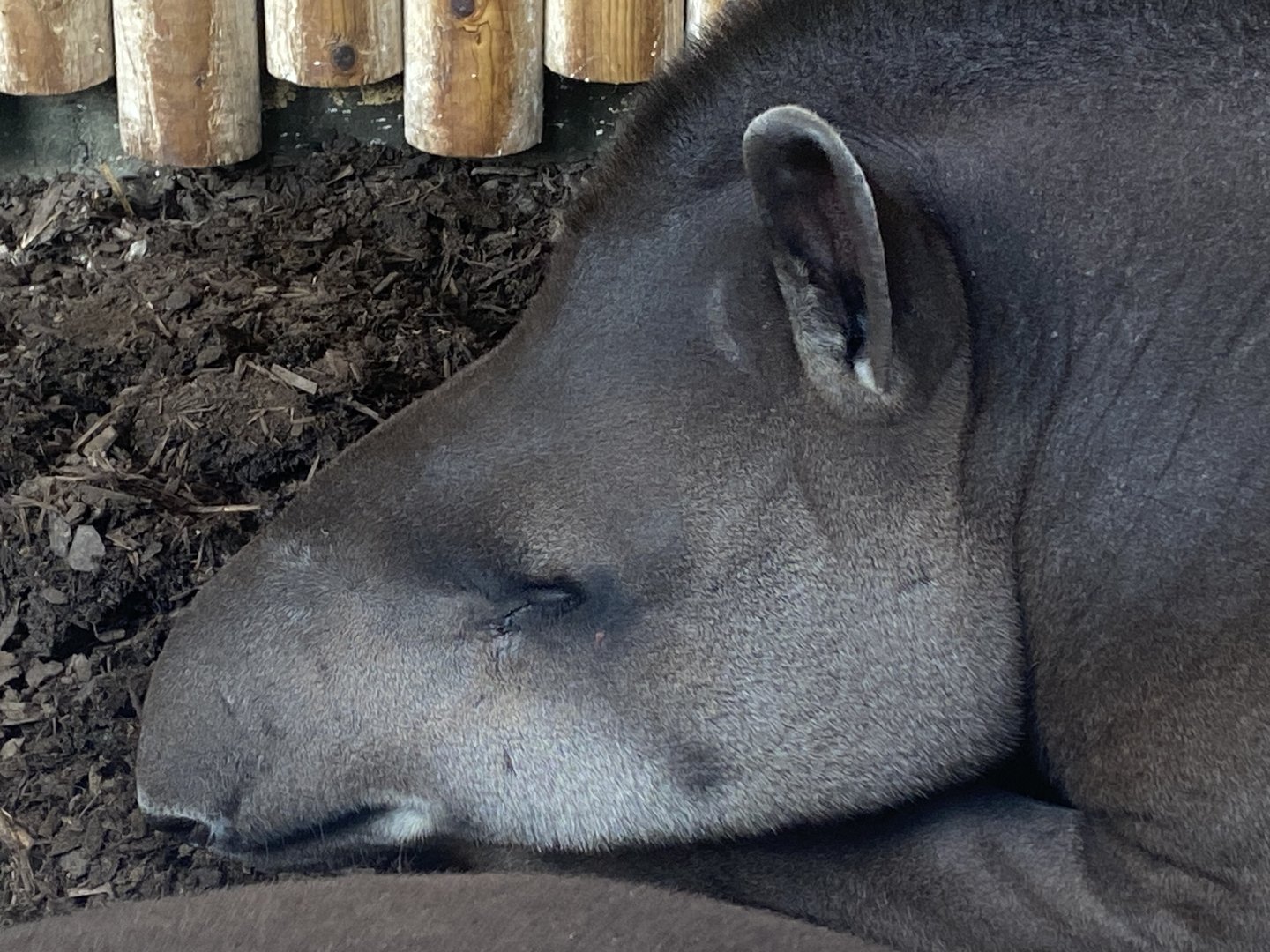 South American tapir 280423