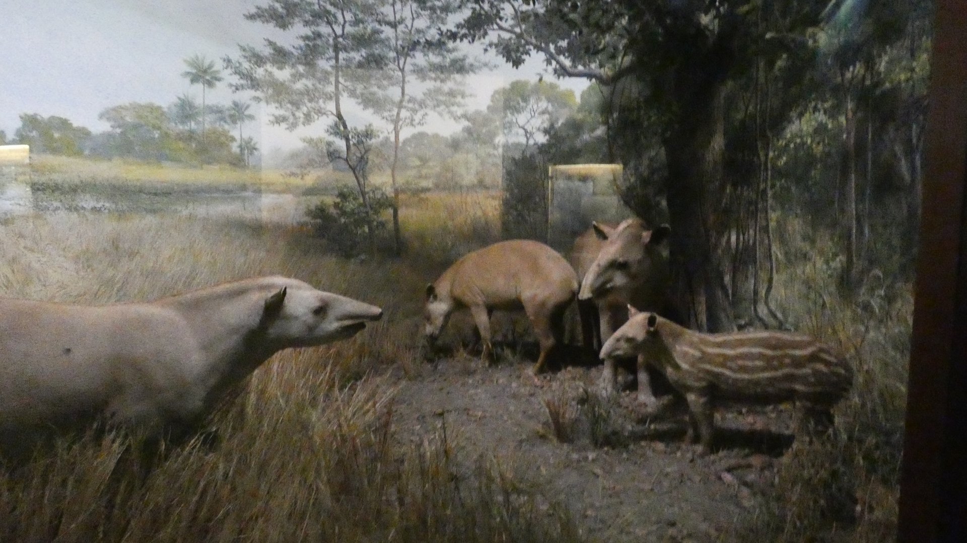 South American Tapir, American Wilderness Gallery - Feb. 2022