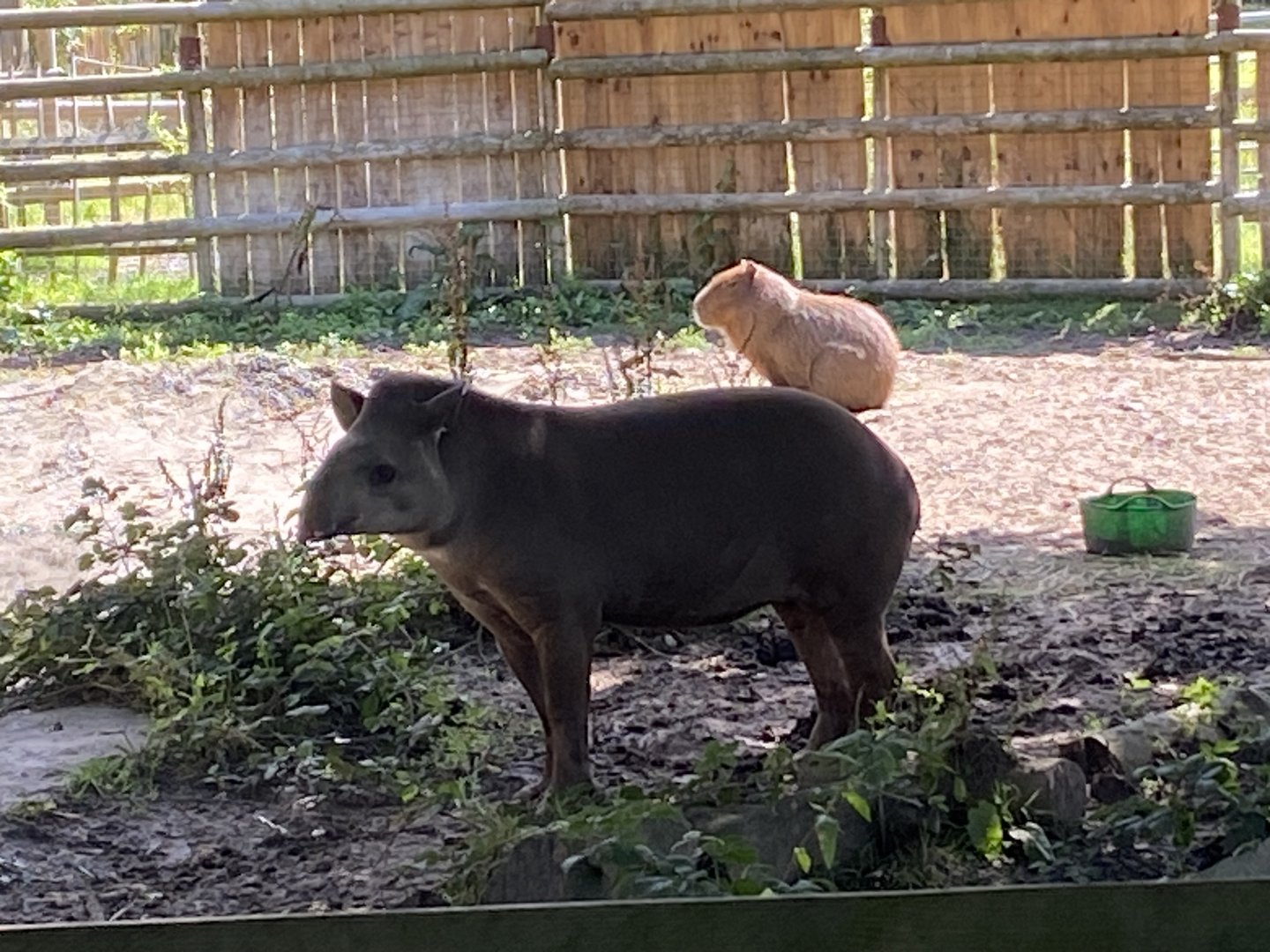 South American tapir and Capybara 290723