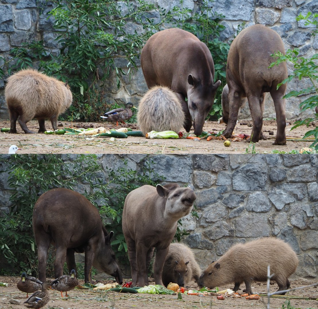 South American tapir and Capybara breakfast, 2020-09-03