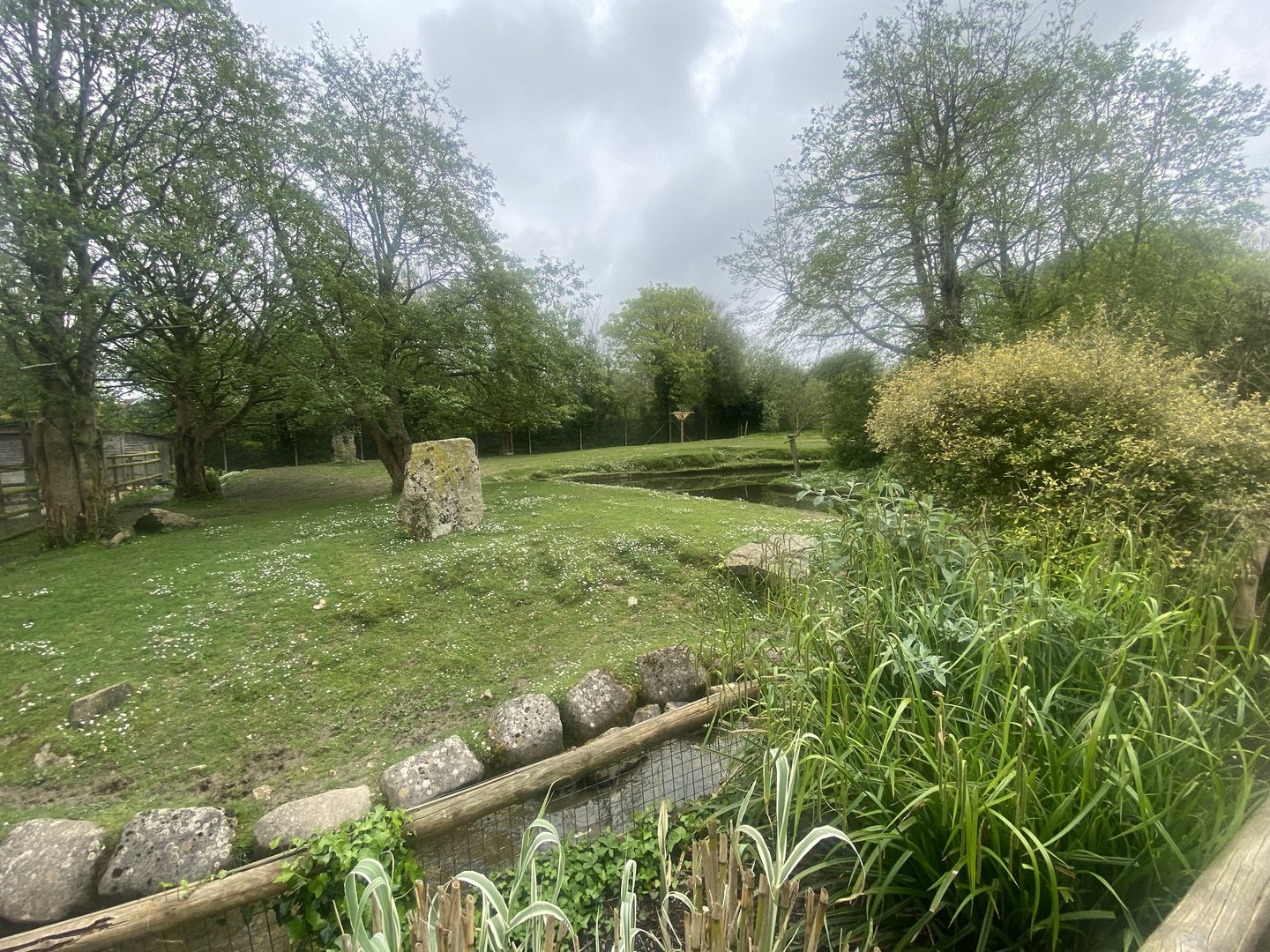South American tapir and Capybara enclosure 060523