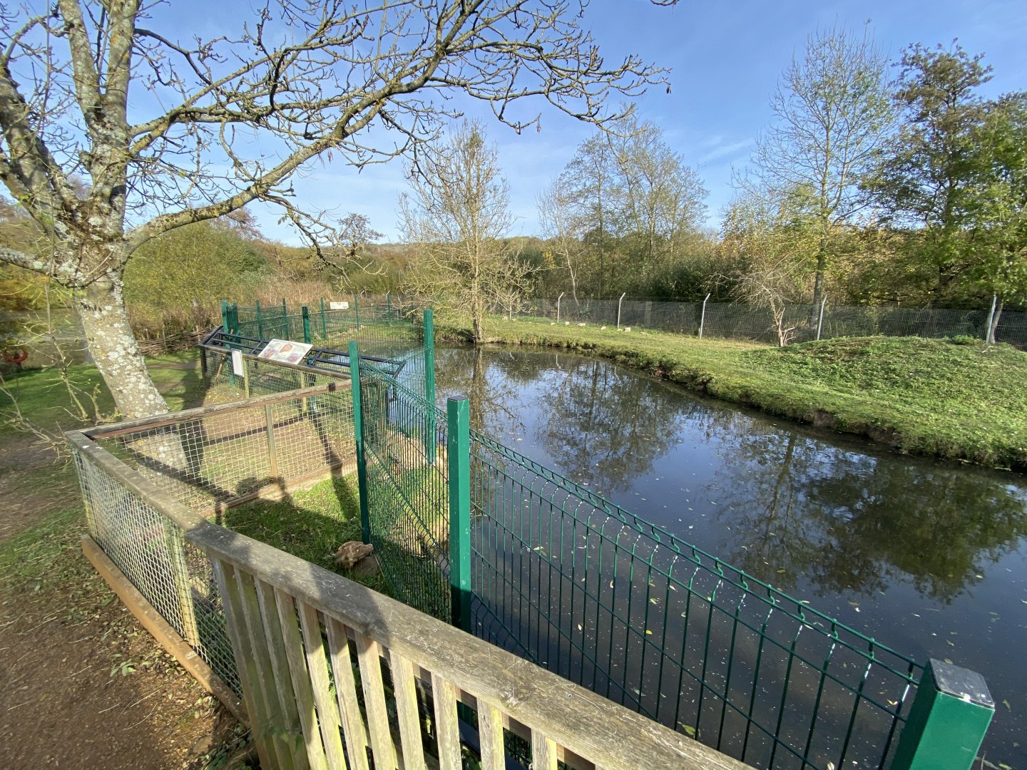 South American tapir and Capybara enclosure 071121