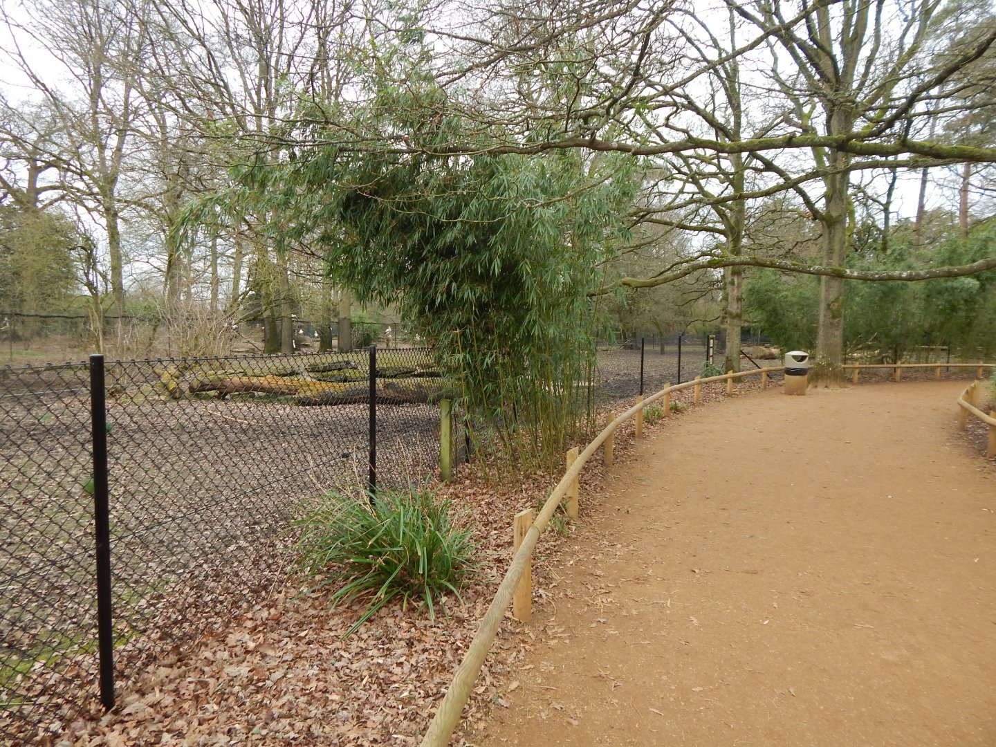 South American tapir and Capybara enclosure 280222