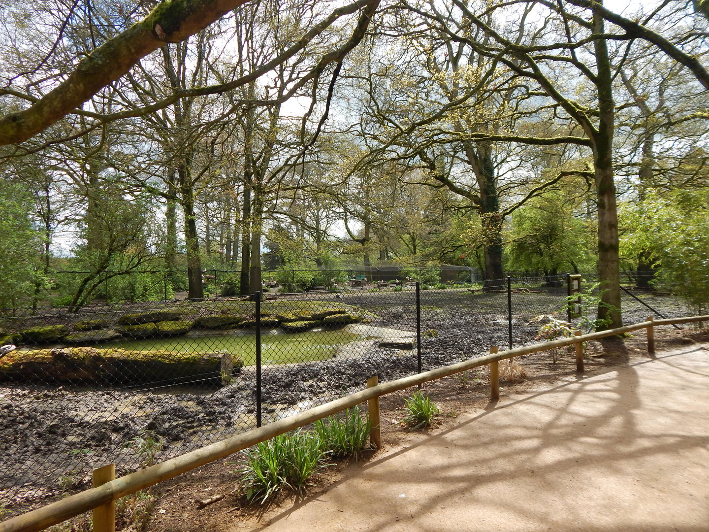 South American tapir and Capybara enclosure 280423