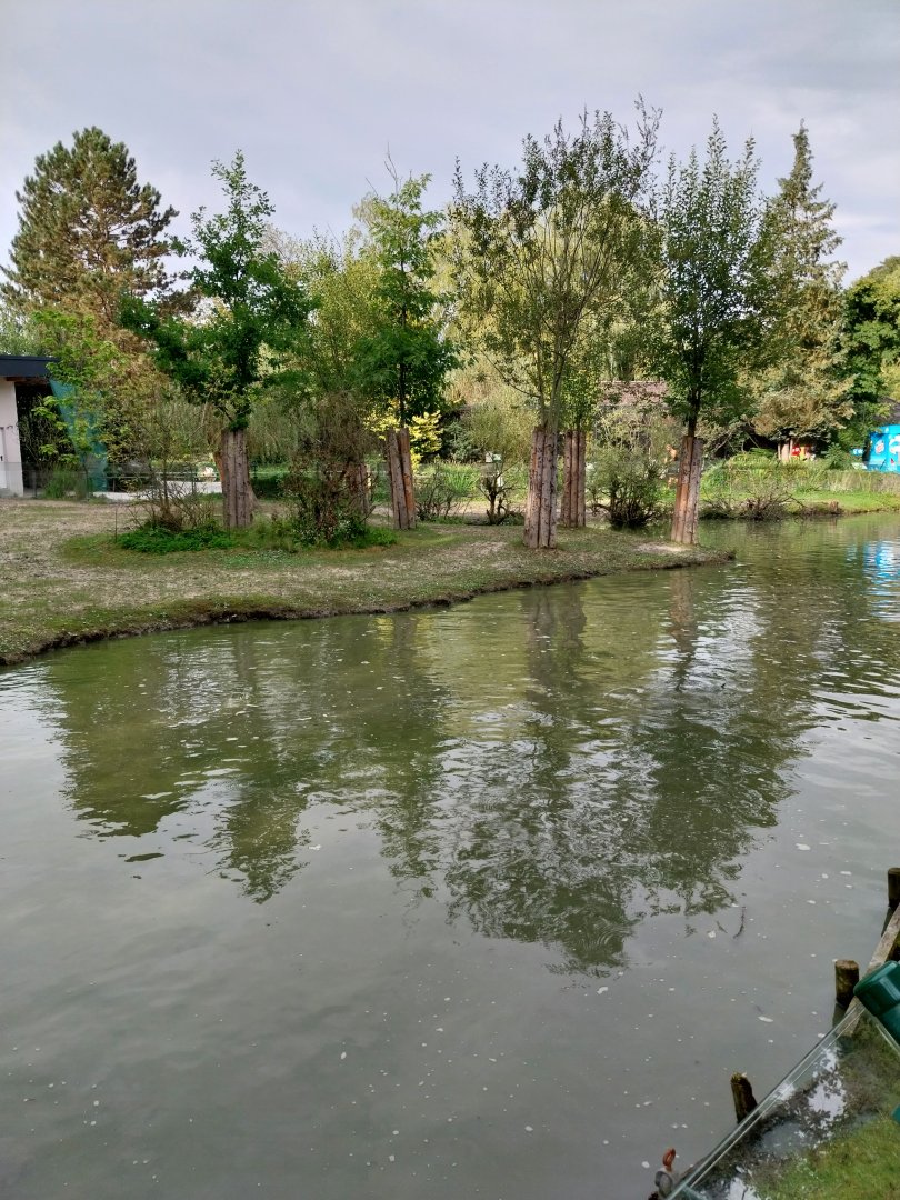 South American tapir and capybara enclosure