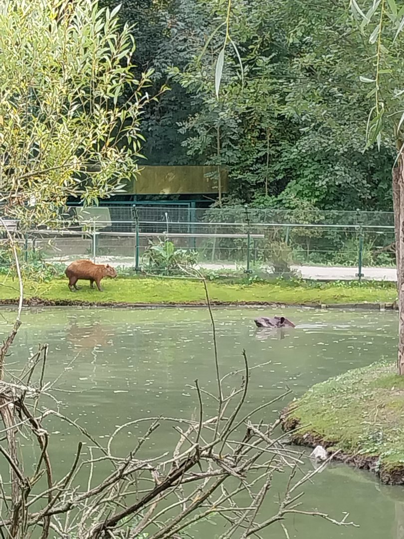 South American tapir and capybara enclosure
