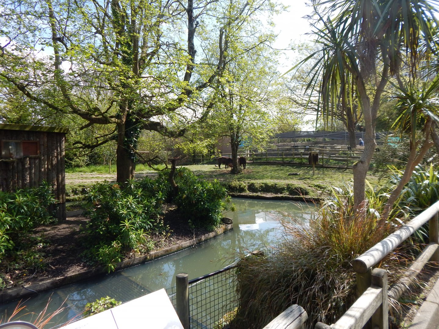 South American tapir and Capybara exhibit 240424