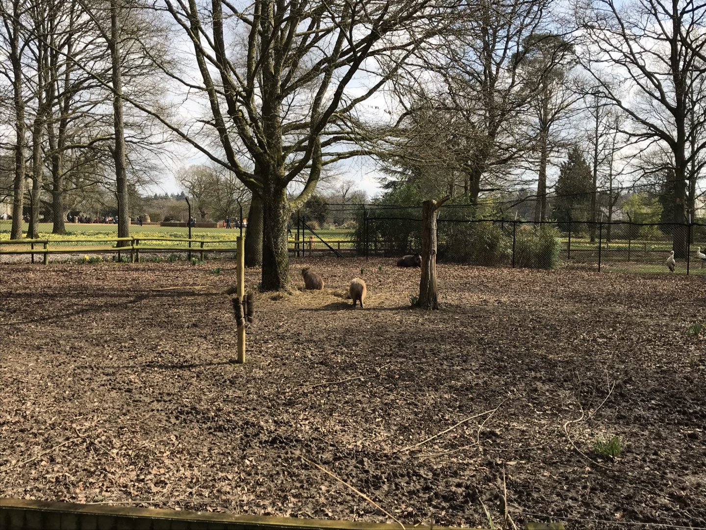 South American tapir and Capybara exhibit 250318
