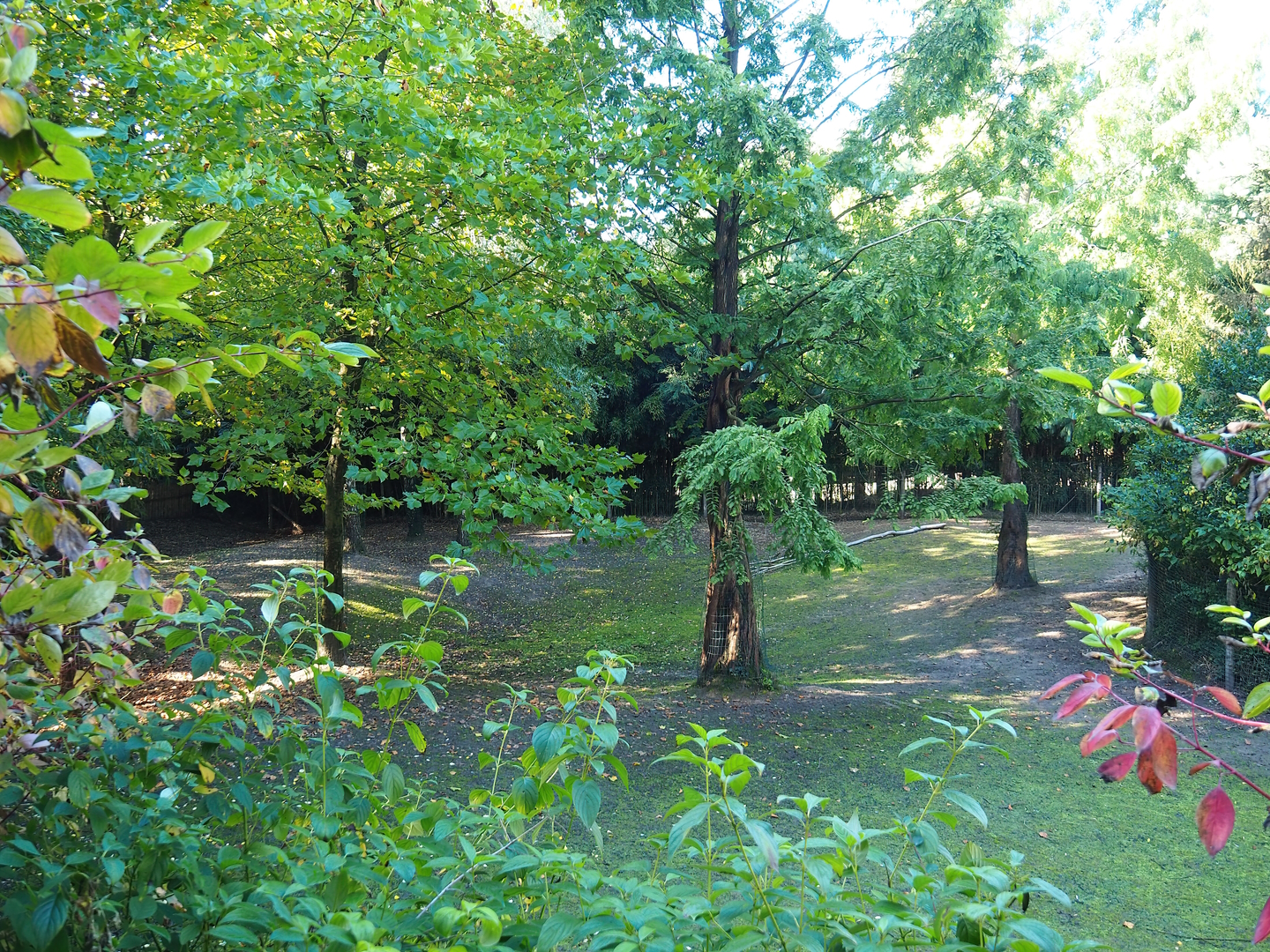 South American tapir and Capybara exhibit - Open forest section, 2022-10-09