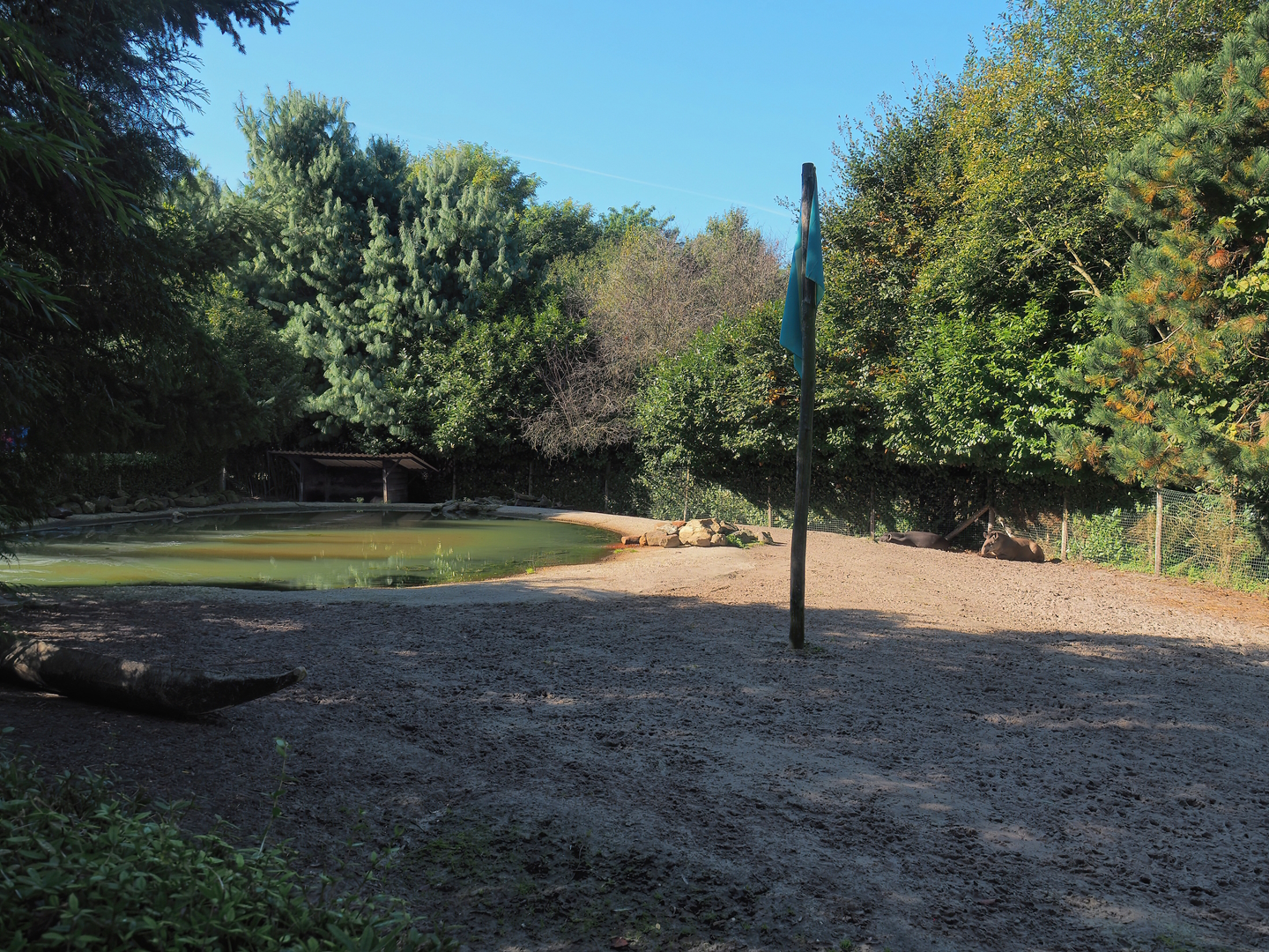 South American tapir and Capybara exhibit - Pond and beach section, 2022-10-09