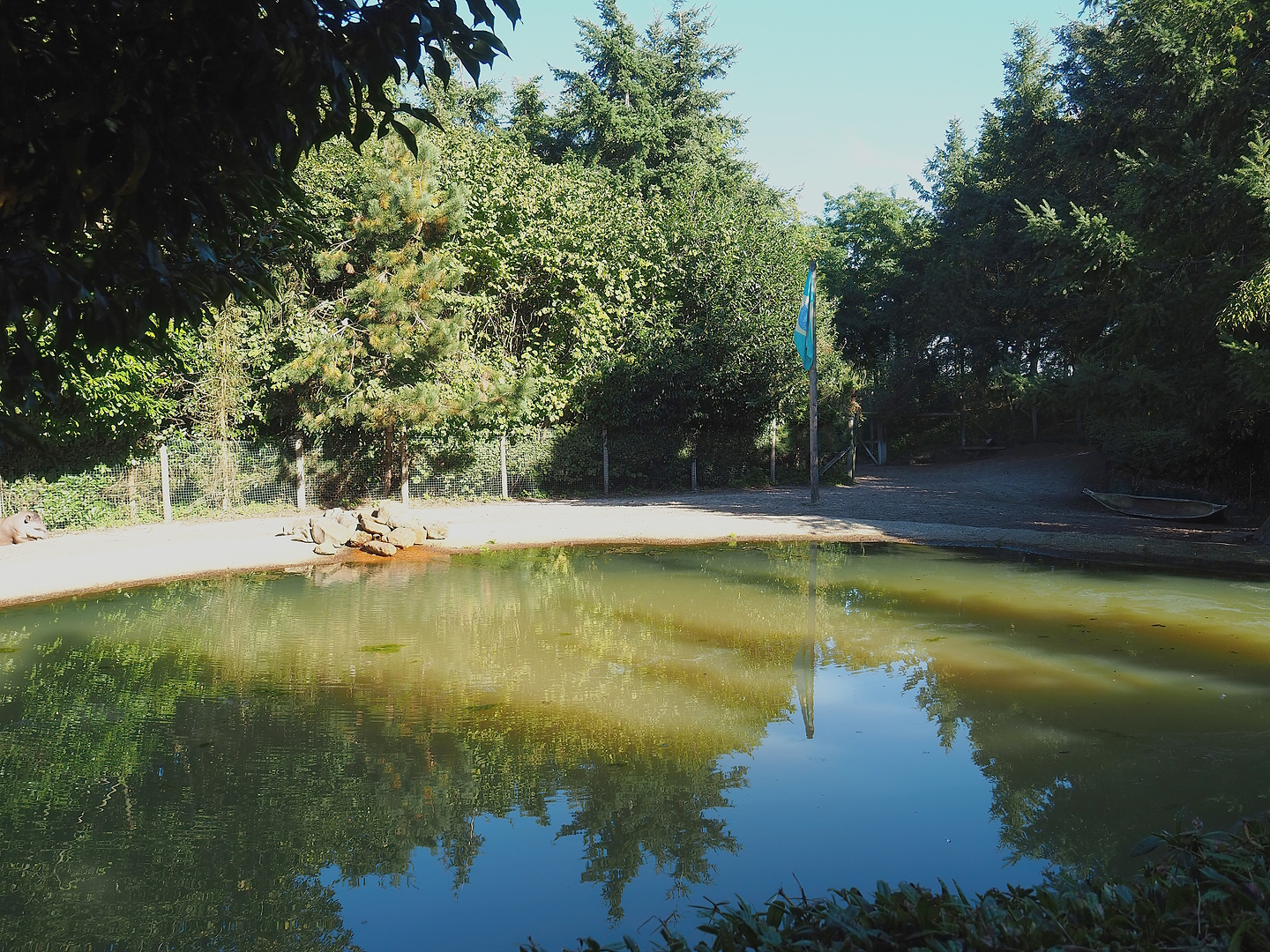 South American tapir and Capybara exhibit - Pond and beach section, 2022-10-09