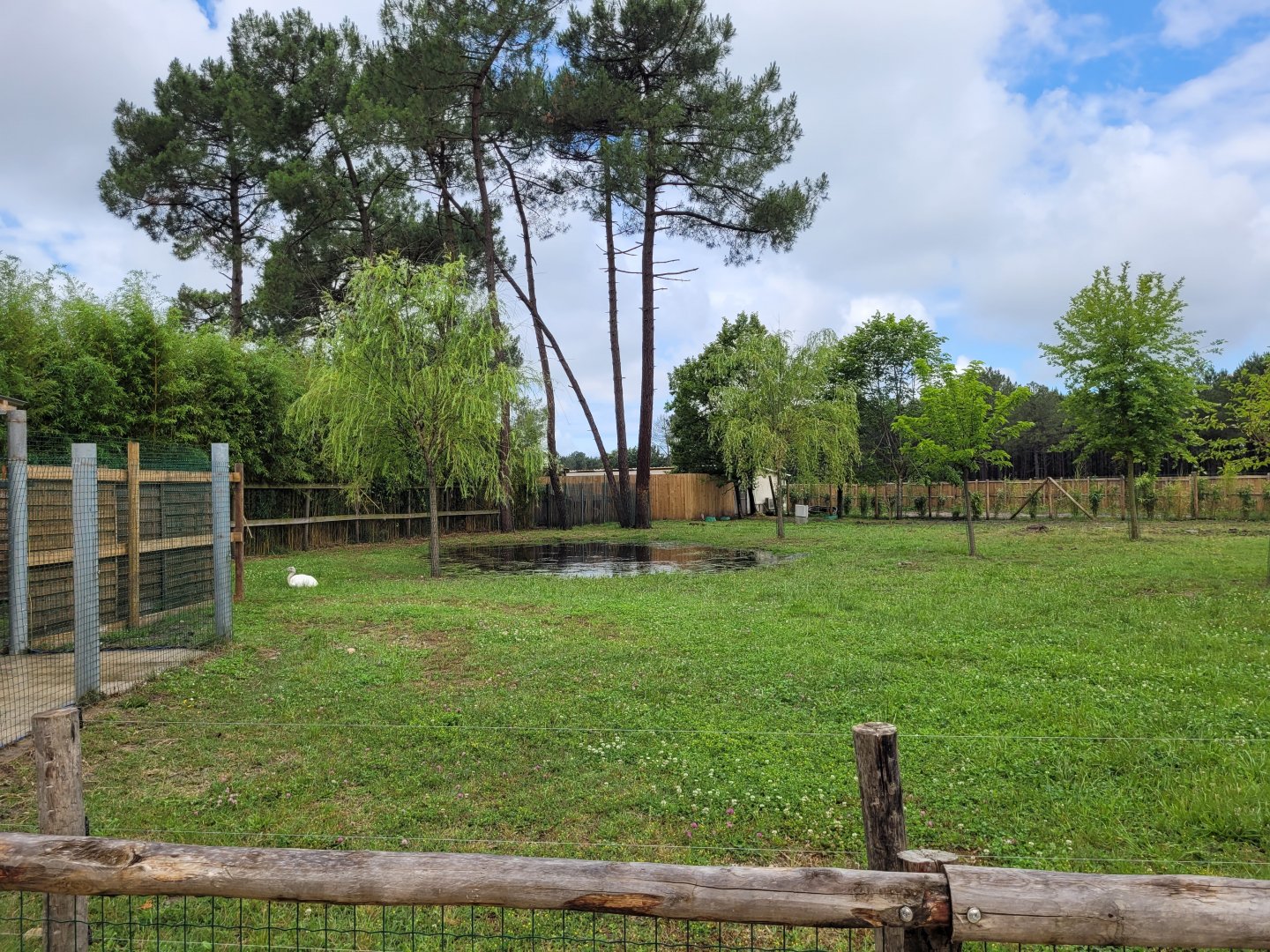 South American tapir and Greater rhea exhibit -Zoo du bassin d'Arcachon (2024)