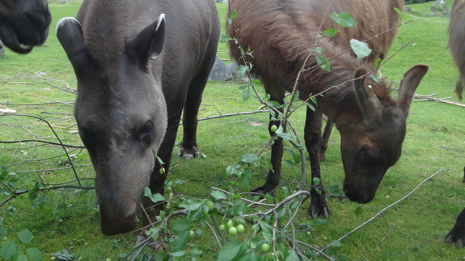 South American Tapir and Llama