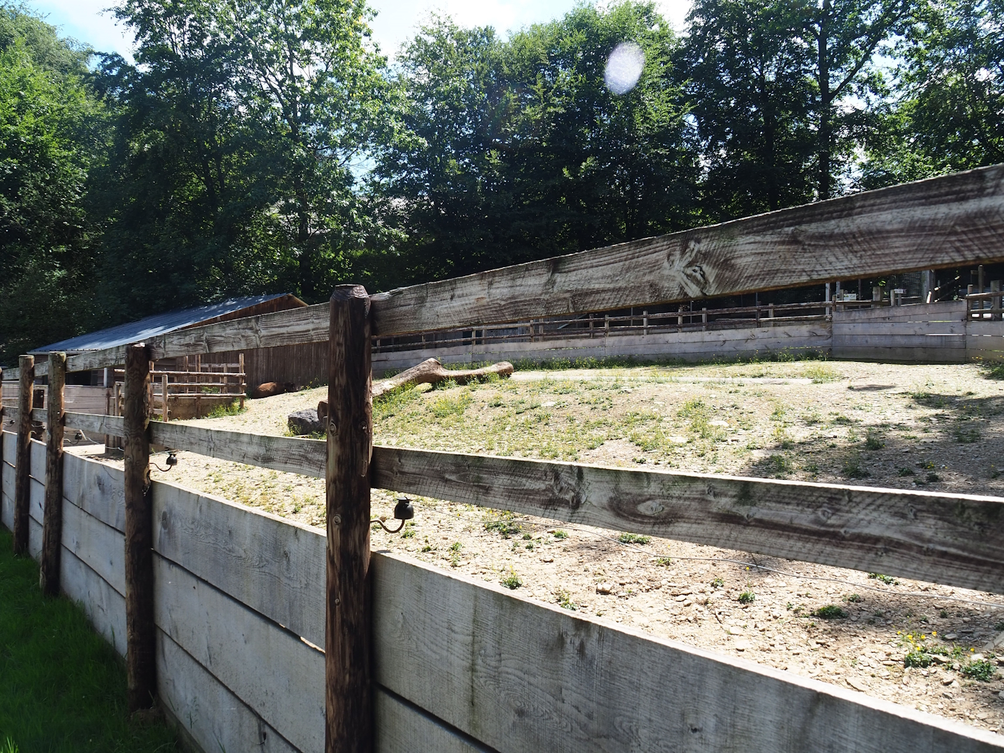 South American tapir and Patagonian mara paddock, 2023-06-24