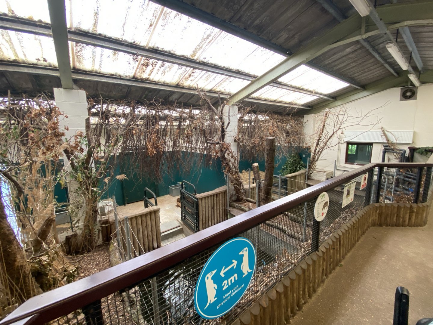 South American tapir and Pygmy hippo indoors 120821
