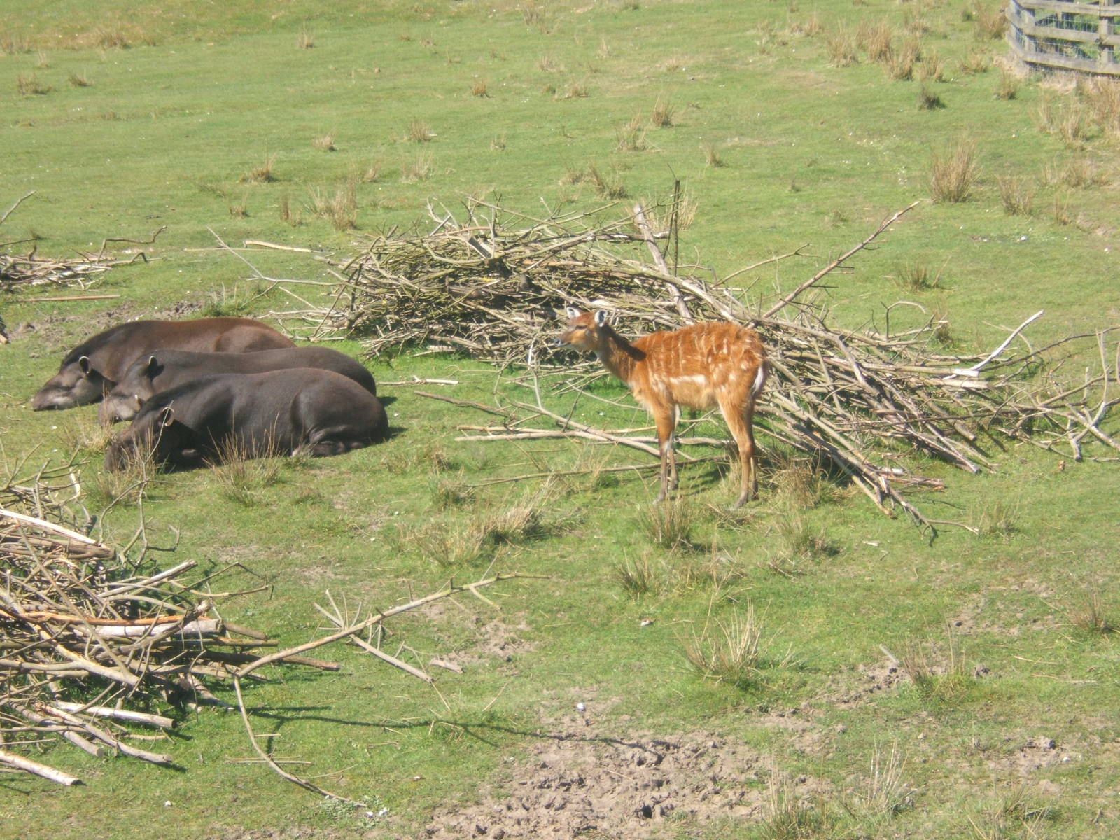 South American Tapir and Sitatunga