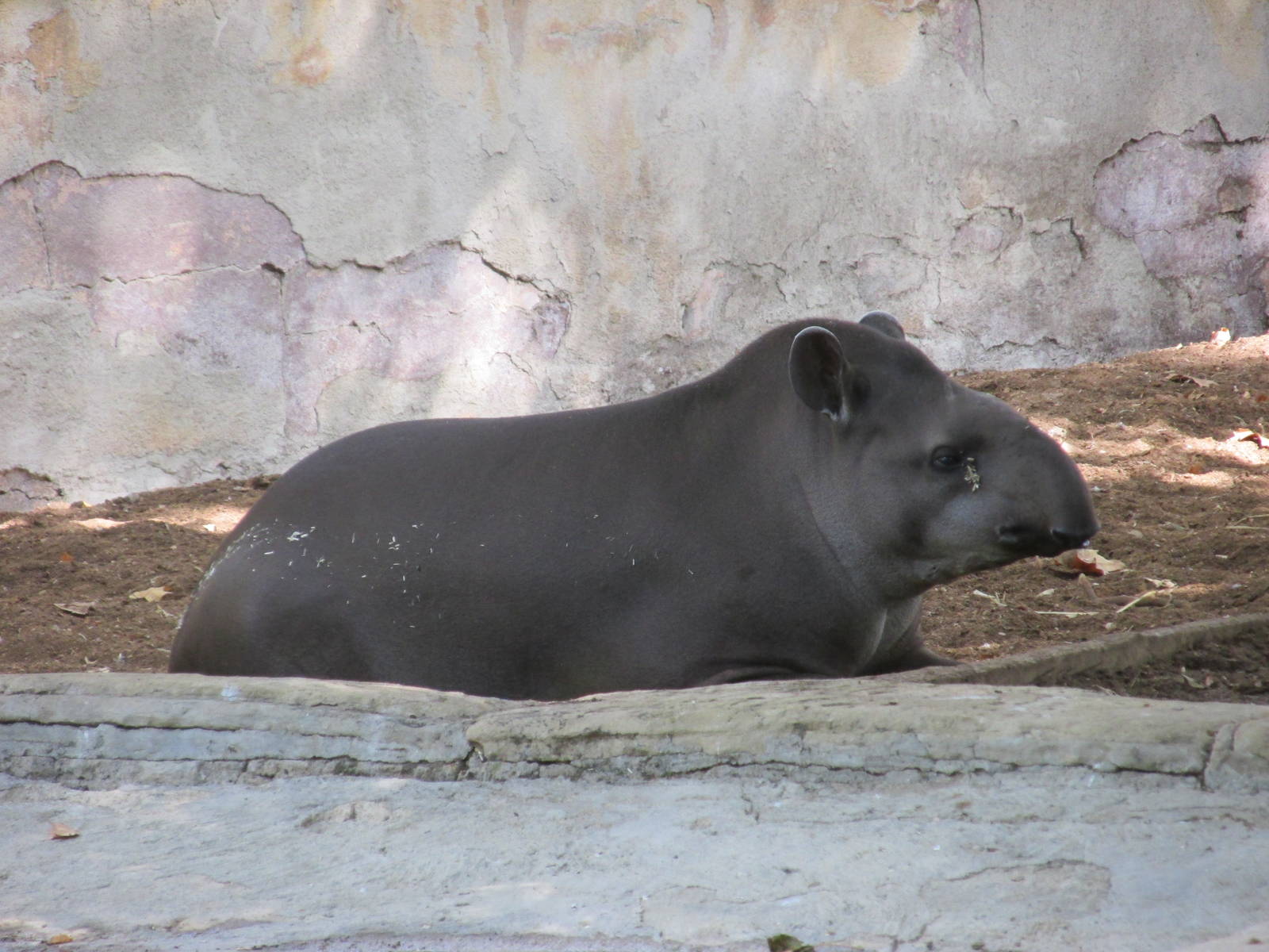 south american tapir barcelona zoo