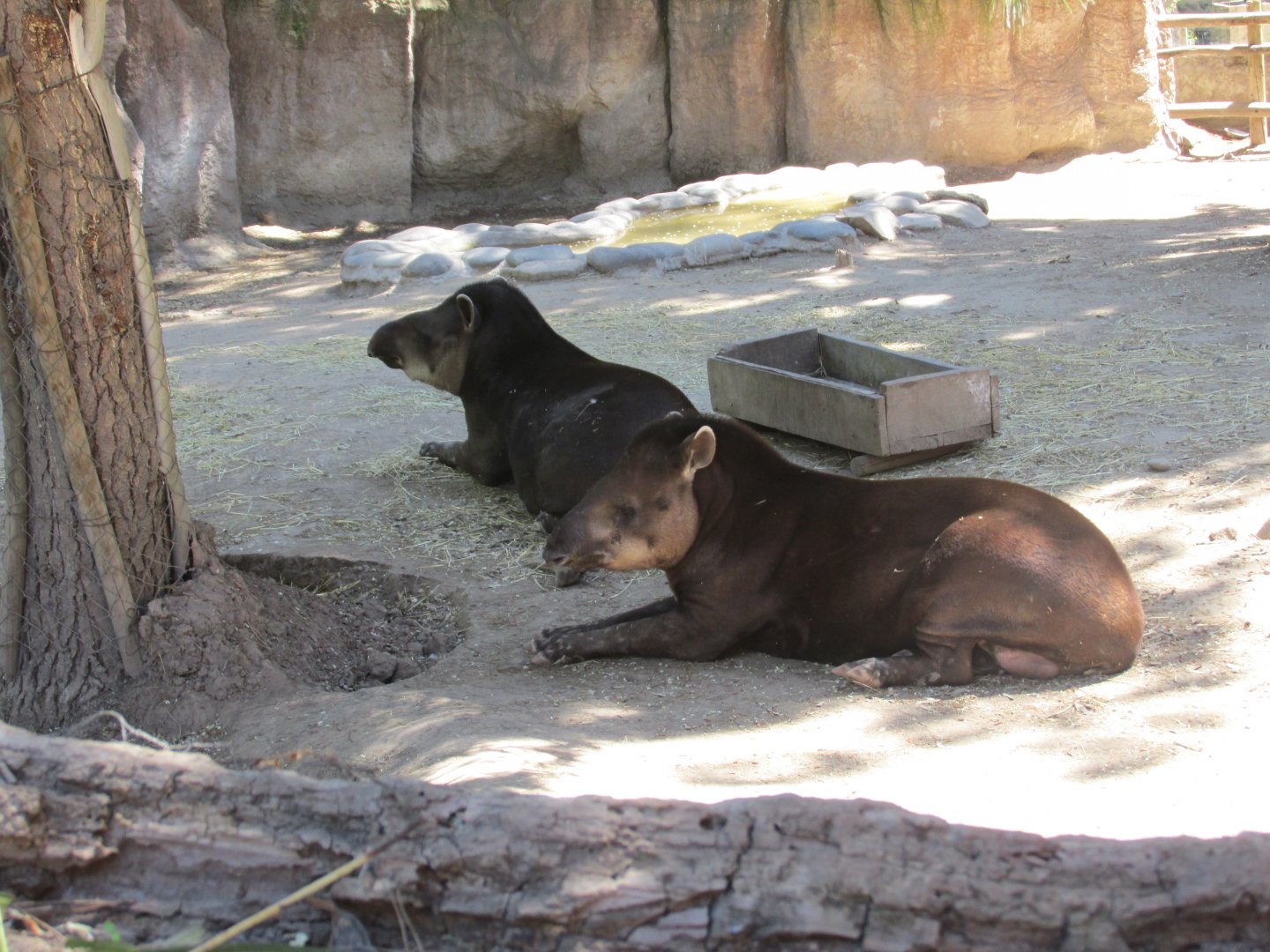 south american tapir Buin zoo
