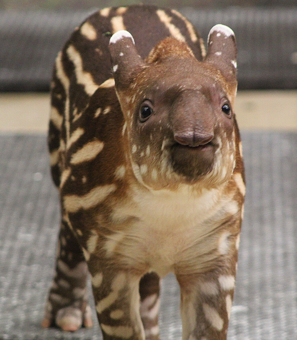 South American Tapir Calf