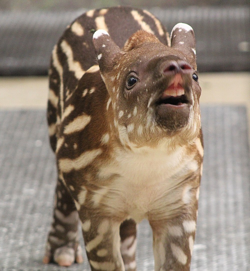 South American Tapir Calf